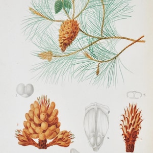 Puede incluir: Ilustración botánica de una rama de pino con una piña y agujas, junto con dibujos detallados de varios componentes del pino. La obra de arte presenta un estilo vintage con elementos botánicos detallados.