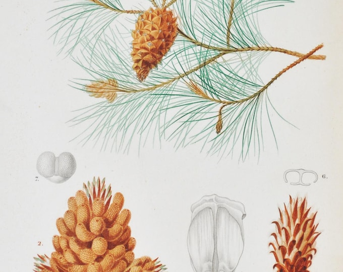 Maritime Pine - Hand-colored Original Antique Botanical Print - Orbigny engraving 1849 (pinus maritima cluster tree flower cone pinaster)