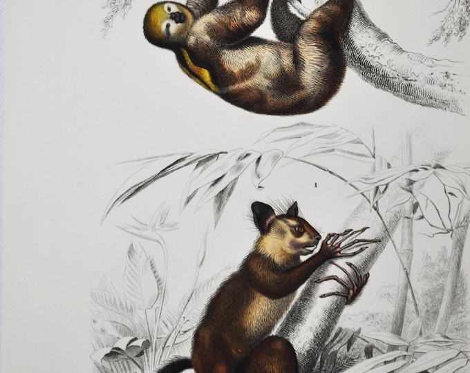 Sloth / Aye Aye - Hand-colored Original Antique Animal Print - Orbigny engraving from 1849 (lemur, madagascar, south america, nocturnal)