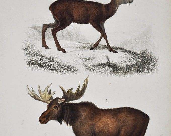 Moose / Antelope - Hand-colored Original Antique Animal Print - Orbigny engraving from 1849 (elk, deer, cervus alces, royal antelope)