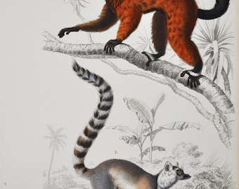 Lemurs - Hand-colored Original Antique Animal Print - Orbigny engraving from 1849 (africa, mammal, madagascar, primate, monkeys, apes, tail)