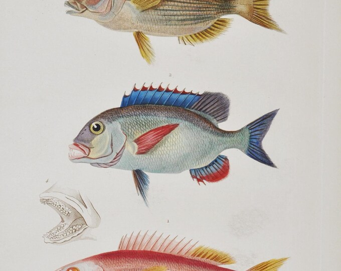 Axillary Seabream / Large-Eyed Dentex / Pagrus - Hand-colored Original Antique Fish Print - Cuvier engraving 1840s
