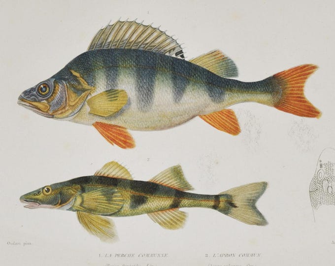 European Perch & Zingel Asper or European Zingel - Hand-colored Original Antique Fish Print - Cuvier engraving 1840s
