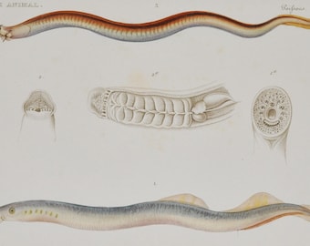 Sea Lamprey & Atlantic Hagfish (petromyzon marinus / myxine glutinosa) - Hand-colored Original Antique Fish Print - Cuvier engraving 1840s