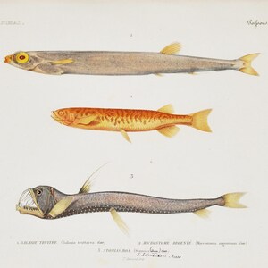 Puede incluir: Una impresión antigua con tres ilustraciones detalladas de peces. El pez superior es de color marrón claro con cola y ojo amarillos. El pez del medio es naranja con aletas amarillas. El pez inferior es gris oscuro con una boca grande y detalles amarillos.