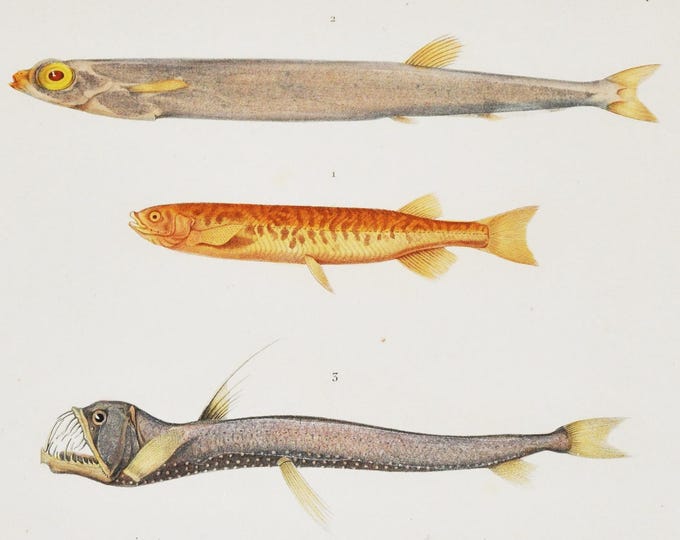 Spotted Galaxias / Forgotten Argentine / Barbed Dragonfish - Hand-colored Original Antique Fish Print - Cuvier engraving 1840s