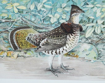 Ruffed Grouse / Partridge - Original Antique Animal Print - Bonasa Umbellus - 1902 John L. Ridgway - Forest Fish and Game Commission NY bird