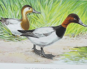 The Canvasback Duck - Original Antique Bird Print - Aythya Vallisneria - 1902 John L Ridgway - Forest Fish Game Commission NY canvas back