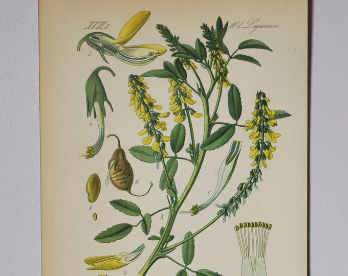 Yellow Sweet Clover - Original Antique Botanical Print - Melilotus officinalis (ribbed / common melilot) - Fabaceae - 1880's - flower, plant