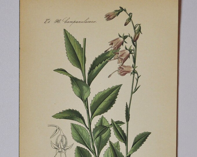 Ladybells or Lady Bells - Original Antique Botanical Print - Adenophora suaveolens - Campanulaceae - 1880's - flower / plant / garden