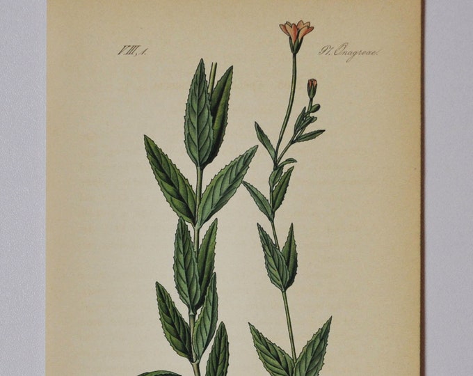 Broad-Leaved Willowherb - Original Antique Botanical Print - Epilobium montanum (willow herb) - Onagraceae - 1880's - flower / plant