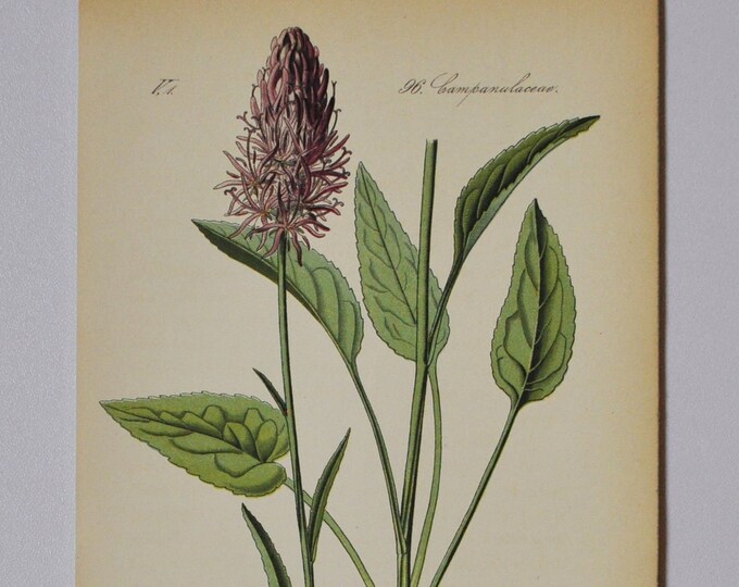 Raiponce de Micheli - Original Antique Botanical Print - Phyteuma Michelii Bertol. (rampion, rapunzel) - 1880's - flower / bees / wasps