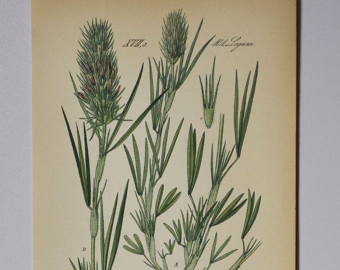 Narrow Clover - Original Antique Botanical Print - Trifolium angustifolium (narrow-leaved / narrowleaf crimson) - Fabaceae - 1880's - flower