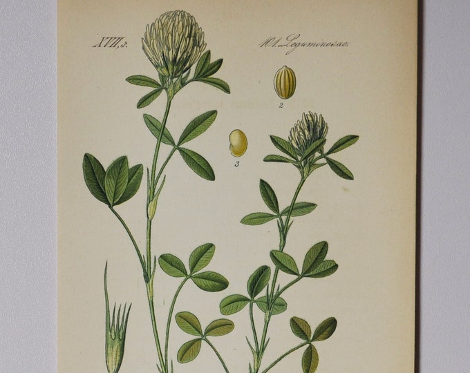 Sulphur Clover - Original Antique Botanical Print - Trifolium ochroleucum - Fabaceae - 1880's - flower / plant / garden / legume / pea