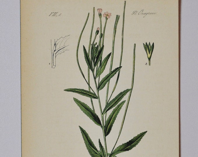 Square Stalked Willowherb - Original Antique Botanical Print - Epilobium tetragonum L. (willow herb) - Onagraceae - 1880's - flower / plant