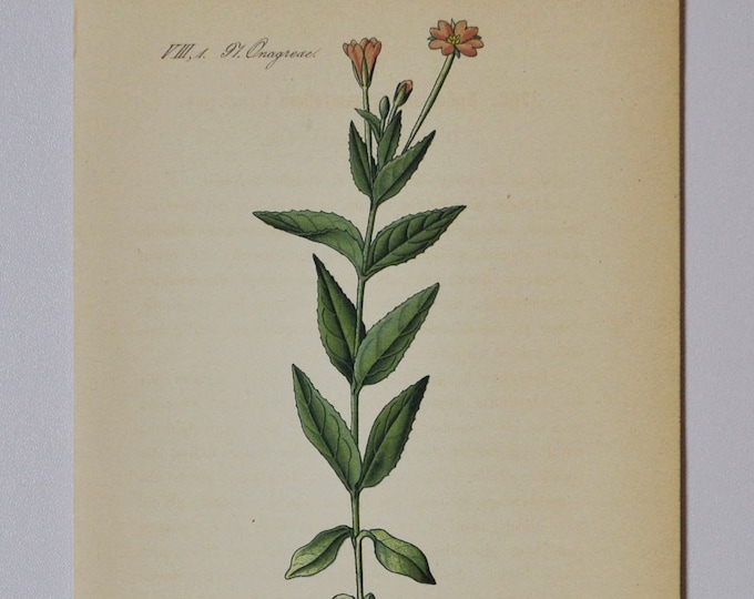 Hornemann's Willowherb - Original Antique Botanical Print - Epilobium origanifolium (willow herb) - Onagraceae - 1880's - flower / plant