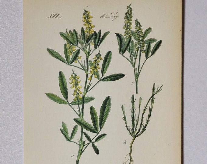 Sweet Clover - Original Antique Botanical Print - Melilotus parviflora (melilot) - Fabaceae - 1880's - flower / plant / garden / coumarin