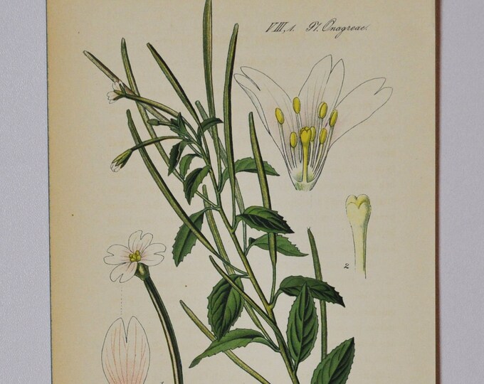 Torrey's willowherb - Original Antique Botanical Print - Epilobium roseum (willow herb) - Onagraceae - 1880's - flower / plant / tea