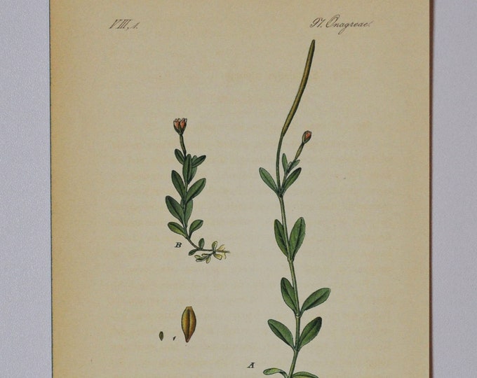 Alpine Willowherb - Original Antique Botanical Print - Epilobium alpinum L. (willow herb) - Onagraceae - 1880's - flower / plant / alp