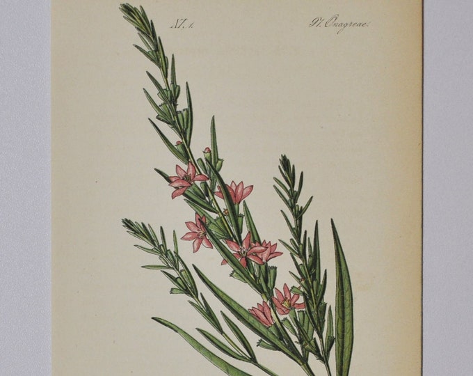 Dropmore Purple or European Wand Loosestrife - Original Antique Botanical Print - Lythrum virgatum - Onagraceae - 1880's - flower / plant