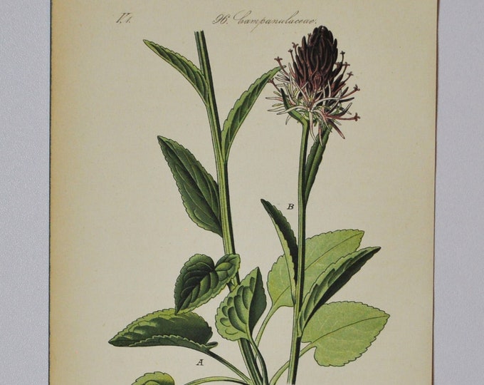 Black Rampion - Original Antique Botanical Print - Phyteuma nigrum Schmidt. (rapunzel) - 1880's - flower / bees / wasps / alpes / alpine