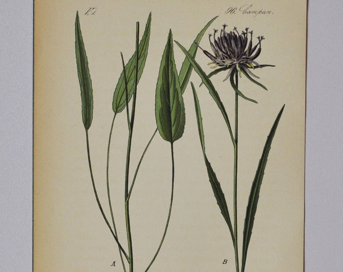 Oxford or Horned Rampion - Original Antique Botanical Print - Phyteuma Scheuchzeri L. (rapunzel) - 1880's - flower / bees / wasps / alps