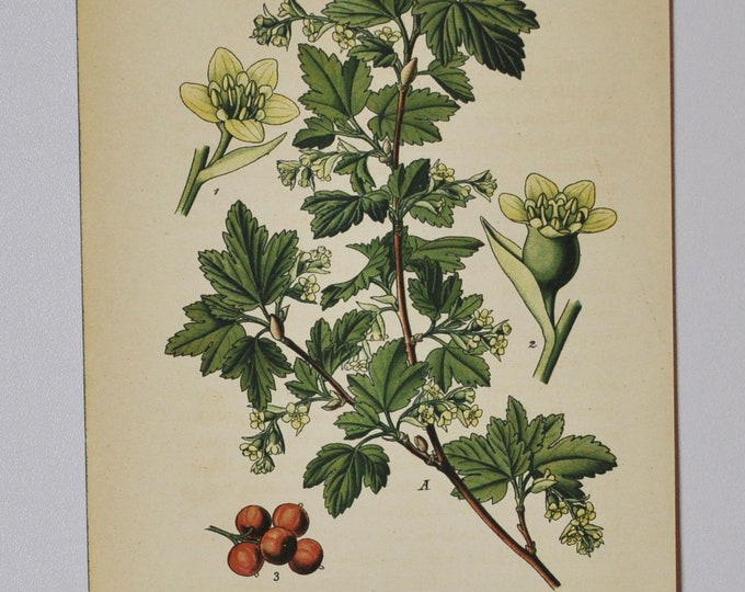 Mountain Currant or Alpine Currant - Original Antique Botanical Print - Ribes alpinum - Grossulariaceae - 1880's - flower / blackcurrant