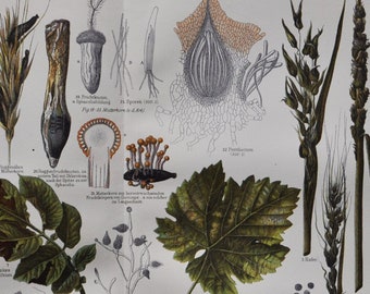 Plant Diseases I - Original Antique Botanical Print - 1906 (aecidium, spores, crop, leaf teliospore urediniospore uncinula necator fungus)