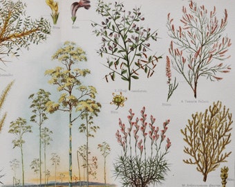 Plants of the Plains - Original Antique Botanical Print - 1916 (Astragalus gummifer Anabasis articulata Muskroot Alhagi maurorum camelthorn)
