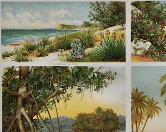 Beach Plants - Original Antique Botanical Print - 1906 (mediterranean sea, indo malaysian mangroves, palm trees, ceylon, sri lanka, nature)