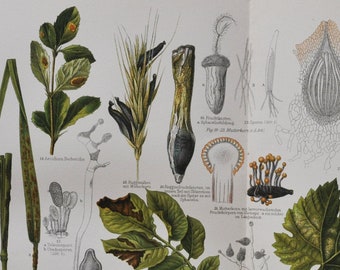 Plant Diseases I - Original Antique Botanical Print - 1906 (aecidium, spores, crop, leaf teliospore urediniospore uncinula necator fungus)
