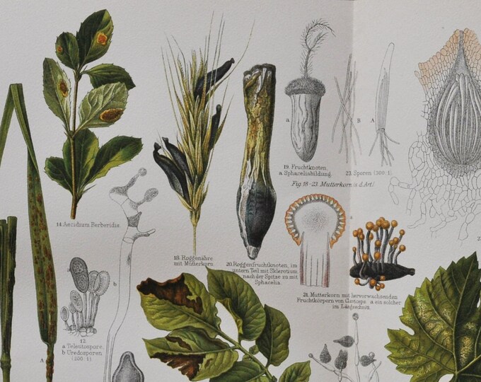 Plant Diseases I - Original Antique Botanical Print - 1906 (aecidium, spores, crop, leaf teliospore urediniospore uncinula necator fungus)