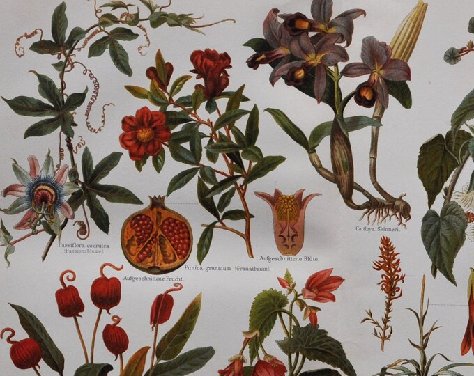 Ornamental Plants I - Original Antique Botanical Print - 1906 (Laceleaf, Begonia, nasturtium tropaeolum lobbianum Pomegranate passionflower)