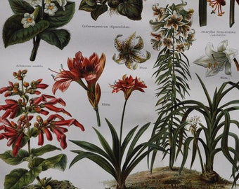 Ornamental Plants II - Original Antique Botanical Print - 1906 (Smithiantha, Cyclamen Sprekelia Poppy anemone corytholoma Cyrtanthus elatus)
