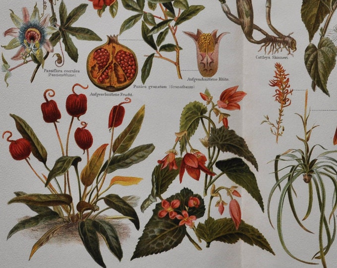 Ornamental Plants I - Original Antique Botanical Print - 1906 (Laceleaf, Begonia, nasturtium tropaeolum lobbianum Pomegranate passionflower)