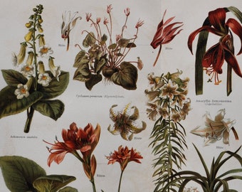 House / Ornamental Plants II - Original Antique Botanical Print - 1906 (Smithiantha Cyclamen Sprekelia Poppy anemone corytholoma Cyrtanthus)