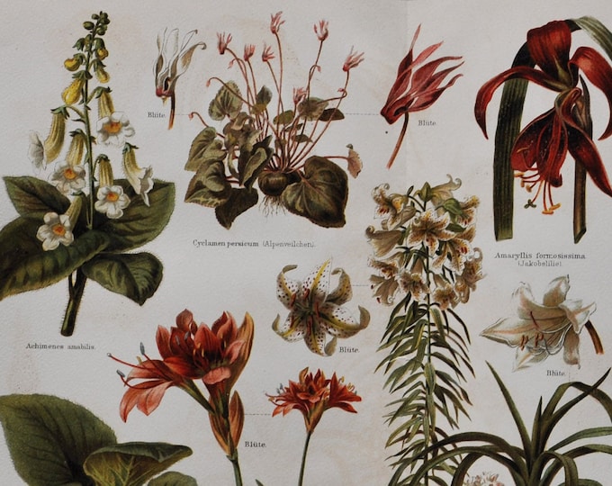 Ornamental Plants II - Original Antique Botanical Print - 1906 (Smithiantha, Cyclamen Sprekelia Poppy anemone corytholoma Cyrtanthus elatus)