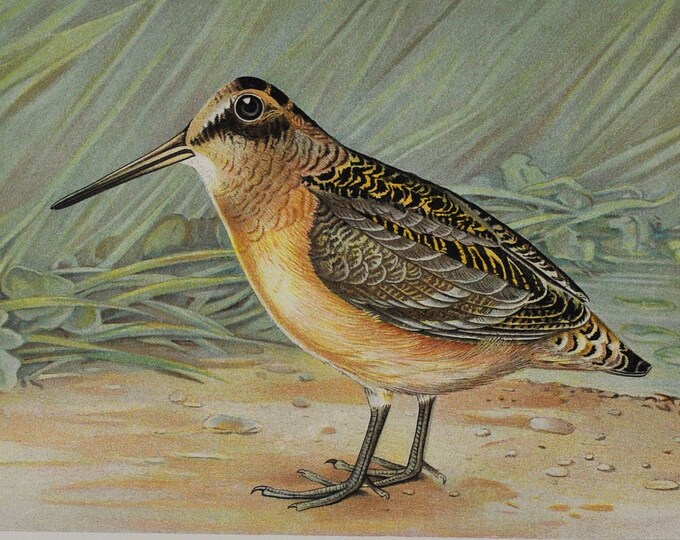 Woodcock - Original Antique Bird Print - Philohela Minor - 1902 John L. Ridgway - Forest Fish and Game Commission NY (bird watching whistle)