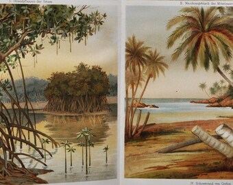 Beach Plants - Original Antique Botanical Print - 1906 (mediterranean sea, indo malaysian mangroves, palm trees, ceylon, sri lanka, nature)