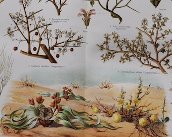 Plants of the Desert - Original Antique Botanical Print - 1906 (Retem, retama raetam, fagonia arabica, calligonum comosum, Capparis decidua)