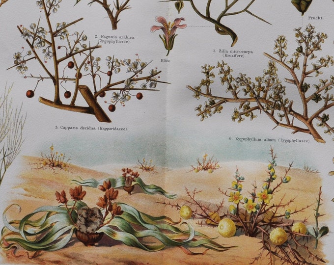 Plants of the Desert - Original Antique Botanical Print - 1906 (Retem, retama raetam, fagonia arabica, calligonum comosum, Capparis decidua)