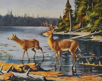 Adirondack Deer - Original Antique Wildlife Print - 1902 Oliver Kemp - Forest Fish and Game Commission NY