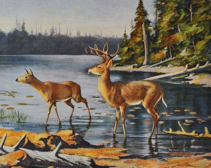 Adirondack Deer - Original Antique Wildlife Print - 1902 Oliver Kemp - Forest Fish and Game Commission NY