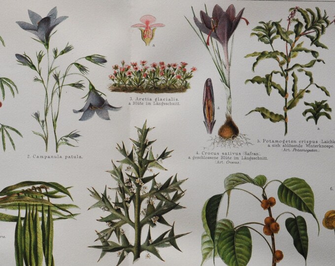 Protection of Plants I - Original Antique Botanical Print - 1906 (mimosa pudica, campanula patula, aretia glacialis, crocus sativus safran)