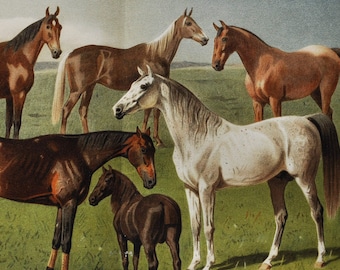 Horse Breeds I - Original Antique Animal Print - 1906 (Arabian Full Blood, Arab, Thoroughbred, Horse Racing, Hungarian, Norfolk trotter)