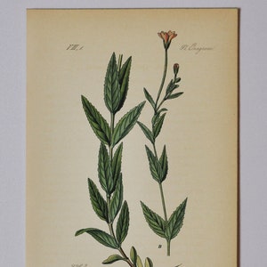 Broad-Leaved Willowherb - Original Antique Botanical Print - Epilobium montanum (willow herb) - Onagraceae - 1880&#39;s - flower / plant