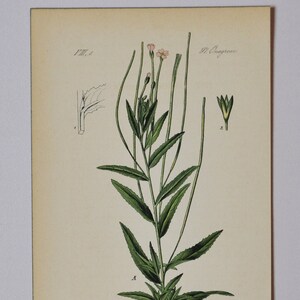 Square Stalked Willowherb - Original Antique Botanical Print - Epilobium tetragonum L. (willow herb) - Onagraceae - 1880&#39;s - flower / plant
