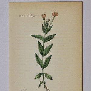 Hornemann&#39;s Willowherb - Original Antique Botanical Print - Epilobium origanifolium (willow herb) - Onagraceae - 1880&#39;s - flower / plant