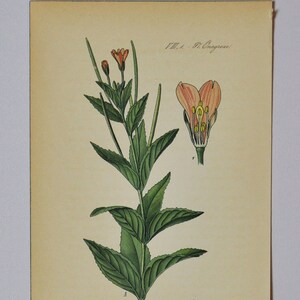 Original Antique Botanical Print - Epilobium trigonum Schrank. (willowherb / willow herb) - Onagraceae - 1880&#39;s - flower / plant