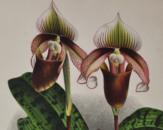 Cypripedium Curtisi - Original Large Antique Orchid Print 1880s - orchidaceae botanical plant flower linden lindenia orchidee red brown pink